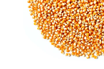 Yellow raw unpopped popcorn kernels