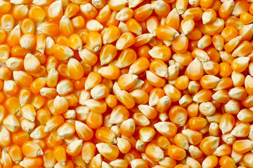 Yellow raw unpopped popcorn kernels
