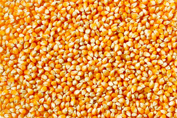 Yellow raw unpopped popcorn kernels