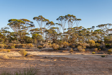 Early morning sun on the outback desert and lone tree in Western Australia, Australia