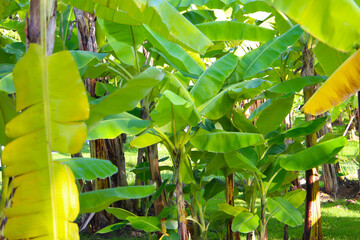 Obraz premium Green leaves of banana tree