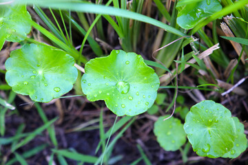 Fresh gotu kola leaves with dew drops on grass