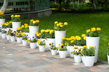 Yellow chrysanthemums and forget-me-nots in pots decorate the sidewalk in the park