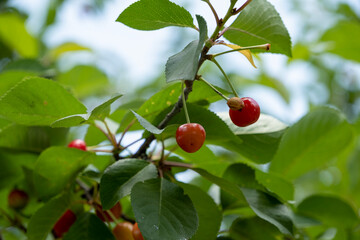 ripe cherry berry on a branch, close-up