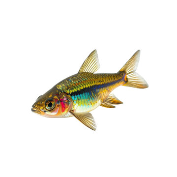 Exquisite harlequin rasbora tropical fish with vibrant coloration, isolated on transparent background