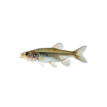 Isolated creek chub minnow fish swimming, close-up view on transparent background