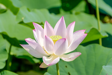 鮮やかな緑に映える淡紅色の蓮の花の接写