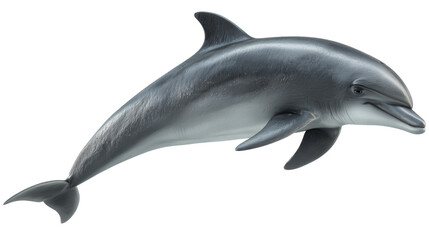 Obraz premium A sleek, gray dolphin with a smooth body, prominent dorsal fin, and friendly expression.