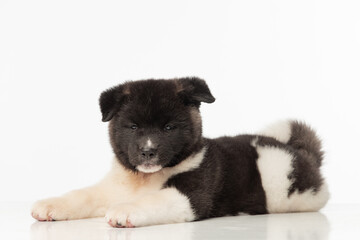 Obraz premium American Akita puppy on white background