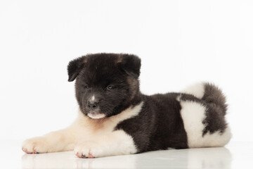 American Akita puppy on white background