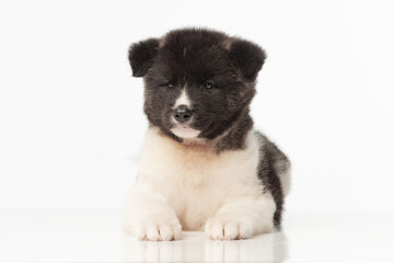 American Akita puppy on white background