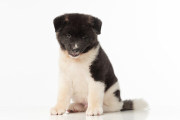 Obraz premium American Akita puppy on white background