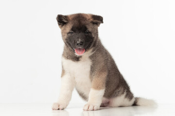 Obraz premium American Akita puppy on white background