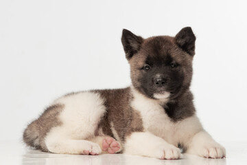American Akita puppy on white background
