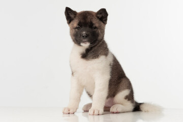 American Akita puppy on white background