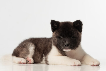 American Akita puppy on white background