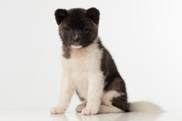 American Akita puppy on white background