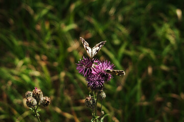 Close-up of two marbled white butterflies on a purple thistle flower in Tara National Park, Serbia.