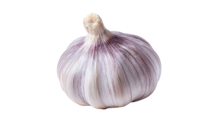 A fresh garlic bulb with a distinctive purple hue, showcasing its layered skin and rounded shape.