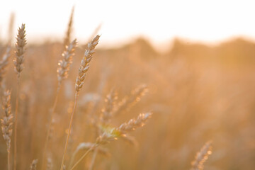 Golden wheat ears against the backdrop of the setting sun. Close-up of an agricultural plant. Concept of planting and harvesting a bountiful harvest. Rural landscape.
