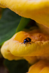 Macro close-up of a beetle sitting on the surface of a bright yellow Laetiporus gilbertsonii mushroom. Detailed view of insect and fungal textures in nature.