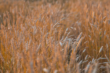 Golden wheat ears against the backdrop of the setting sun. Close-up of an agricultural plant. Concept of planting and harvesting a bountiful harvest. Rural landscape.