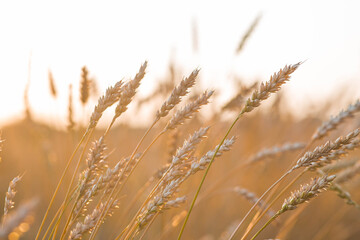 Golden wheat ears against the backdrop of the setting sun. Close-up of an agricultural plant. Concept of planting and harvesting a bountiful harvest. Rural landscape.