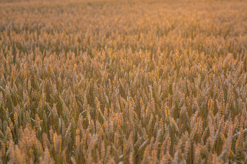 Golden wheat ears against the backdrop of the setting sun. Close-up of an agricultural plant. Concept of planting and harvesting a bountiful harvest. Rural landscape.