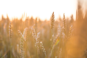 Golden wheat ears against the backdrop of the setting sun. Close-up of an agricultural plant. Concept of planting and harvesting a bountiful harvest. Rural landscape.