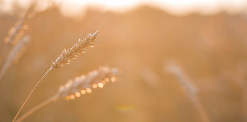 Golden wheat ears against the backdrop of the setting sun. Close-up of an agricultural plant. Concept of planting and harvesting a bountiful harvest. Rural landscape.