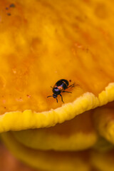 High-detail macro image showing the contrast between a dark beetle and the bright yellow body of a Laetiporus gilbertsonii mushroom. Vivid textures from the natural world.
