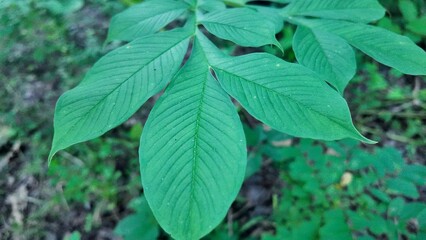 Close-up image of lush green pinnate leaves in a tropical forest. The texture and vein details are clearly visible, representing nature, botany, and plant structure.