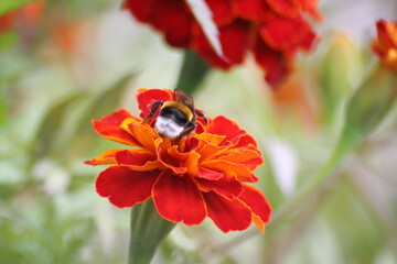bumblebee from the back on orange marigold flower in garden closeup