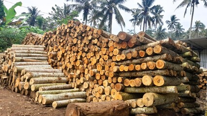 Large pile of cut logs, representing illegal logging and environmental sustainability issues