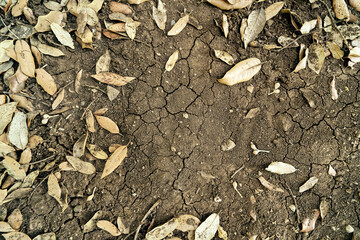 dry ground, top view
