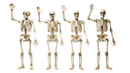Four human skeletons waving hello, isolated on transparent background