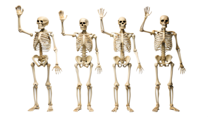 Four human skeletons waving hello, isolated on transparent background