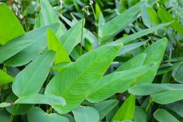 Green leaves of thalia geniculata, aquatic plants growing  in a pond.