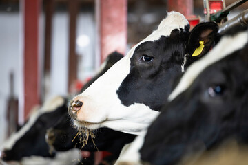 Fototapeta na wymiar Close up view of Holstein cow standing in cattle shed on farm waiting for food.