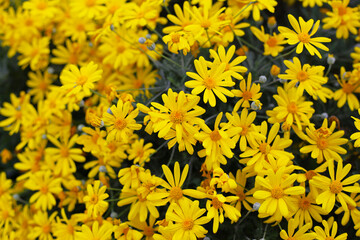 African Bush Daisy or Yellow Daisy