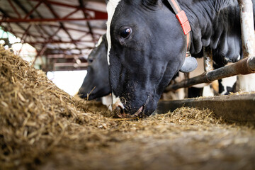 Dairy Holstein cow standing in cattle shed on farm and eating.