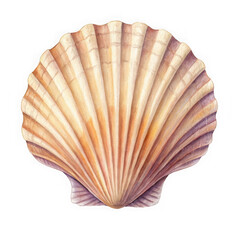 Detailed illustration of a single scallop shell on a black background