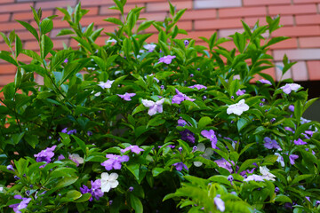 Brunfelsia pauciflora flower on tree