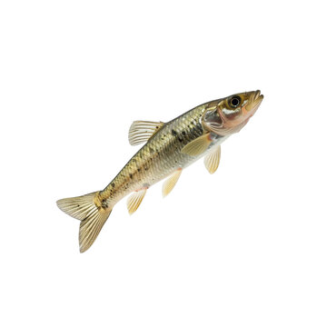 Beautiful creek chub minnow species swimming on bright transparent background