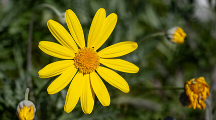 Fototapeta premium Beauty yellow flowers.Yellow daisies, yellow flowers, yellow petals and green stems.Ligularia sibirica, mostly in central and eastern Asia.