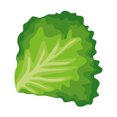 Fresh lettuce leaf, with crisp green leaves. Hand drawn.