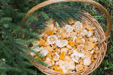 Yellow chanterelles in a beautiful wicker basket in a birch forest. Noble edible chanterelle mushrooms. Beautiful natural background texture.