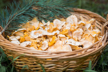 Yellow chanterelles in a beautiful wicker basket in a birch forest. Noble edible chanterelle mushrooms. Beautiful natural background texture.