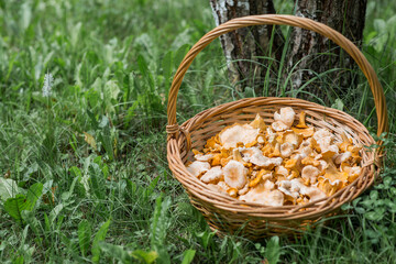 Yellow chanterelles in a beautiful wicker basket in a birch forest. Noble edible chanterelle mushrooms. Beautiful natural background texture.
