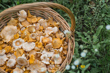 Yellow chanterelles in a beautiful wicker basket in a birch forest. Noble edible chanterelle mushrooms. Beautiful natural background texture.